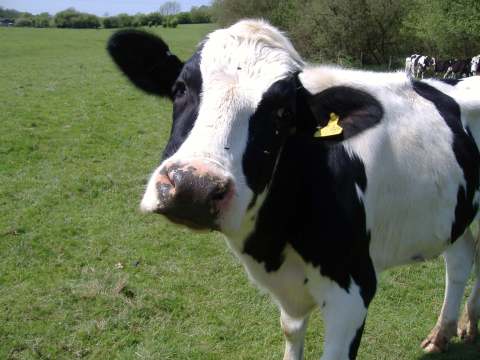 A cow?